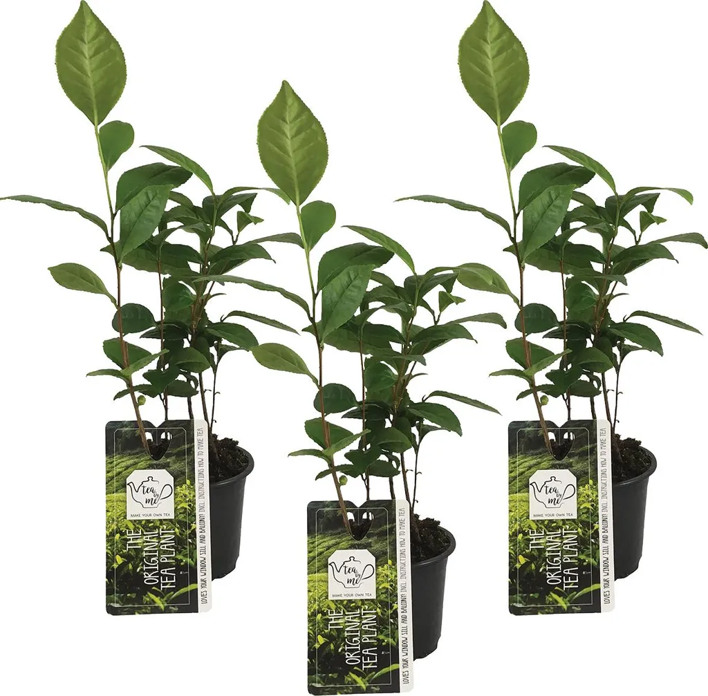 Bloomique Lot de 3 Camellia Sinensis Théier Résistant au Gel Pot 10,5cm