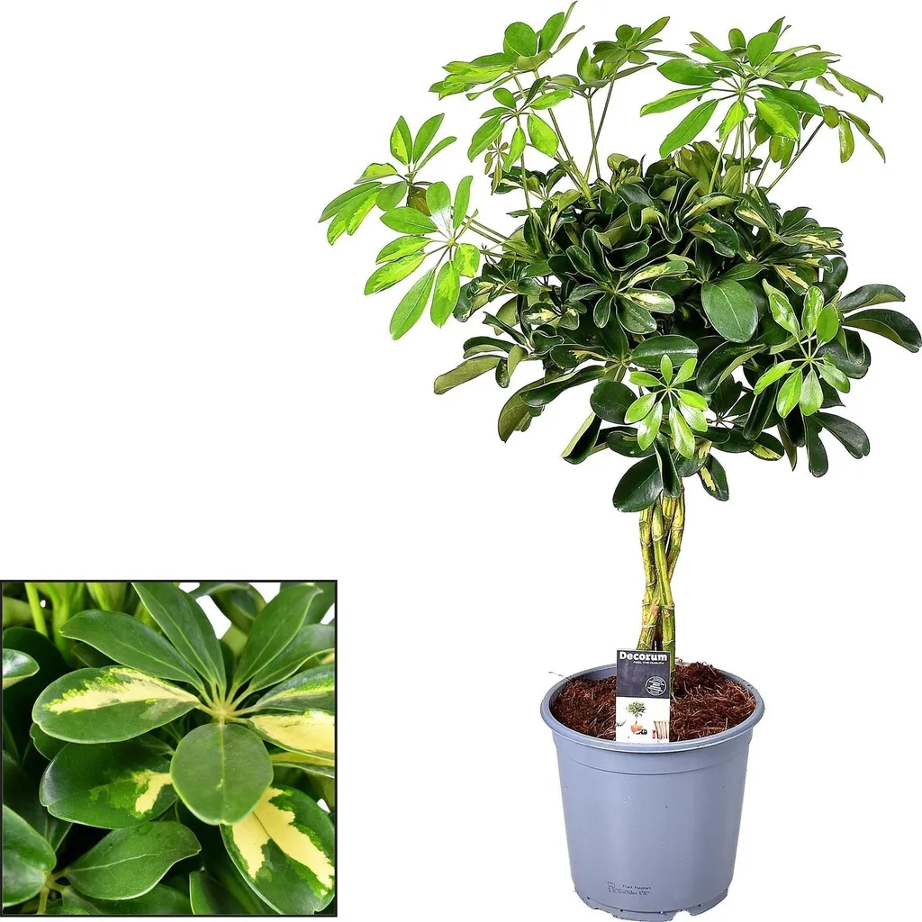 Grande plante Schefflera Gold Capella 75cm - Décoration Aralia salon