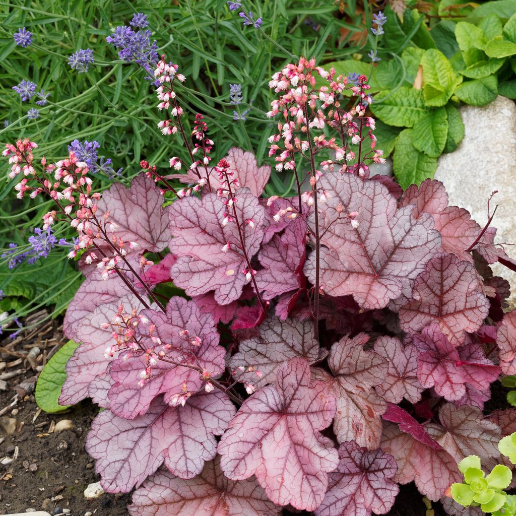 Bloomique - 3er-Set - Heuchera Micrantha Palace Purple - Produktbild 
