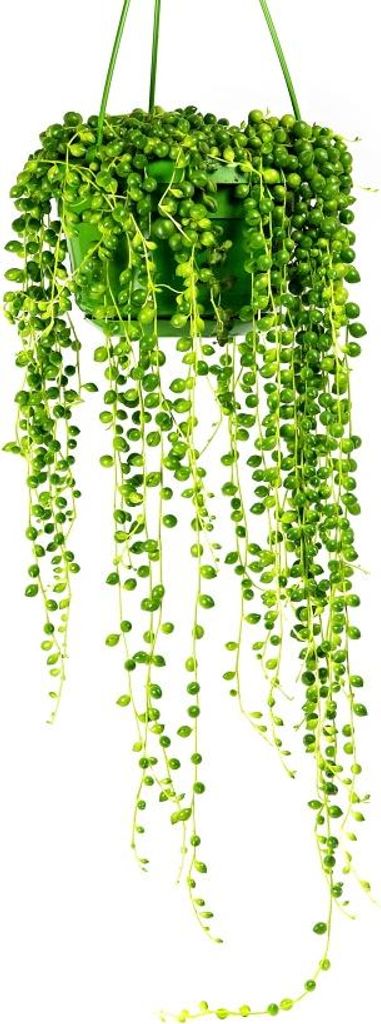 Gardners Senecio herreianus - závesný, priemer 12 cm Obrázok produktu 