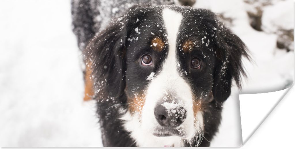 MuchoWow Poster Berner Sennenhund in einer verschneiten Landschaft 150x75 cm - ohne Rahmen