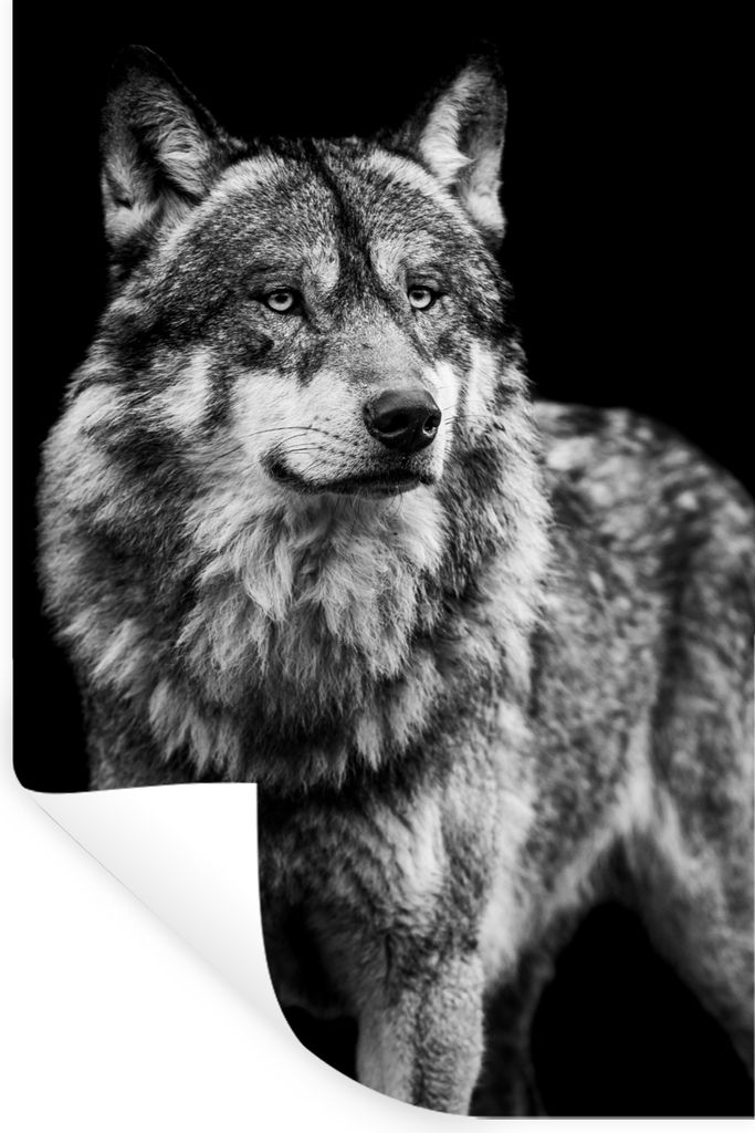 MuchoWow Wandtattoo Wandsticker Wandaufkleber Wolf - Tiere - Wild - Schwarz - Weiß 80x120 cm Selbstklebend und Repositionierbar - Repositionierb...