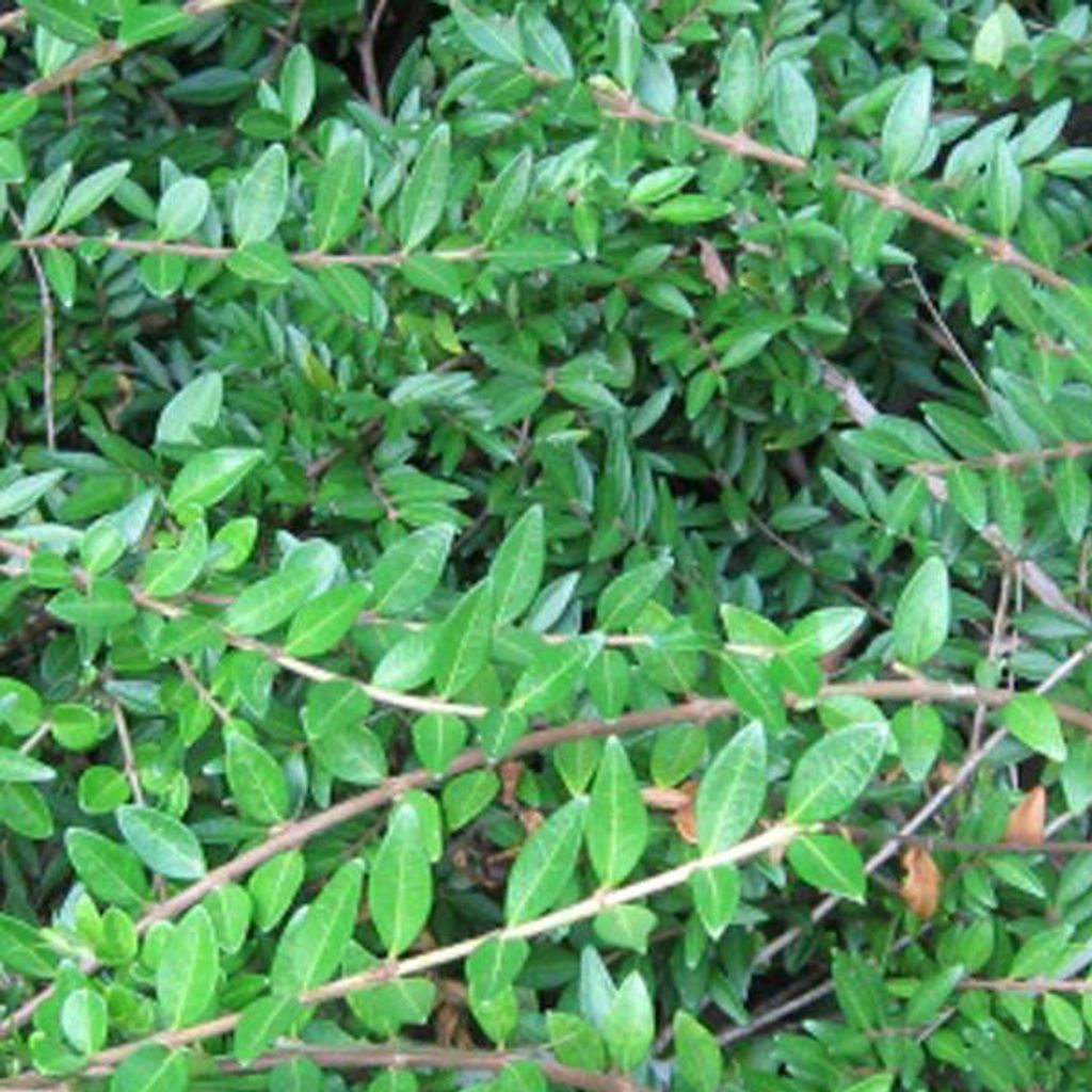 2 x Böschungsmyrte - Lonicera pileata | 25-30 cm in Container