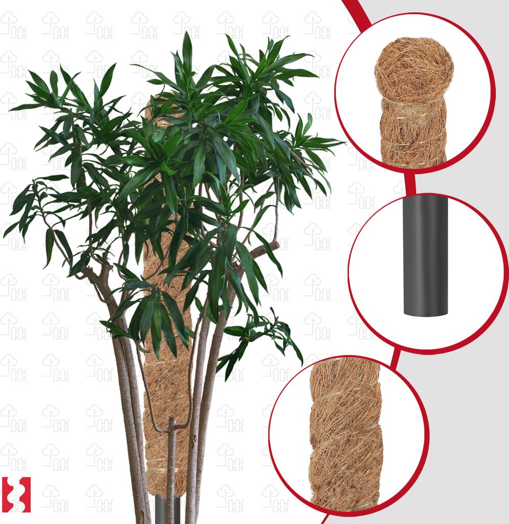 KOTARBAU® Sada 4 mechových tyčí pro Monsteru Kokosový ořech Obrázek produktu 4