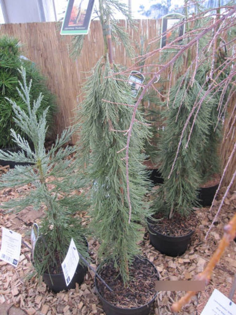 Sequoiadendron giganteum Pendulum - | Kaufland.de