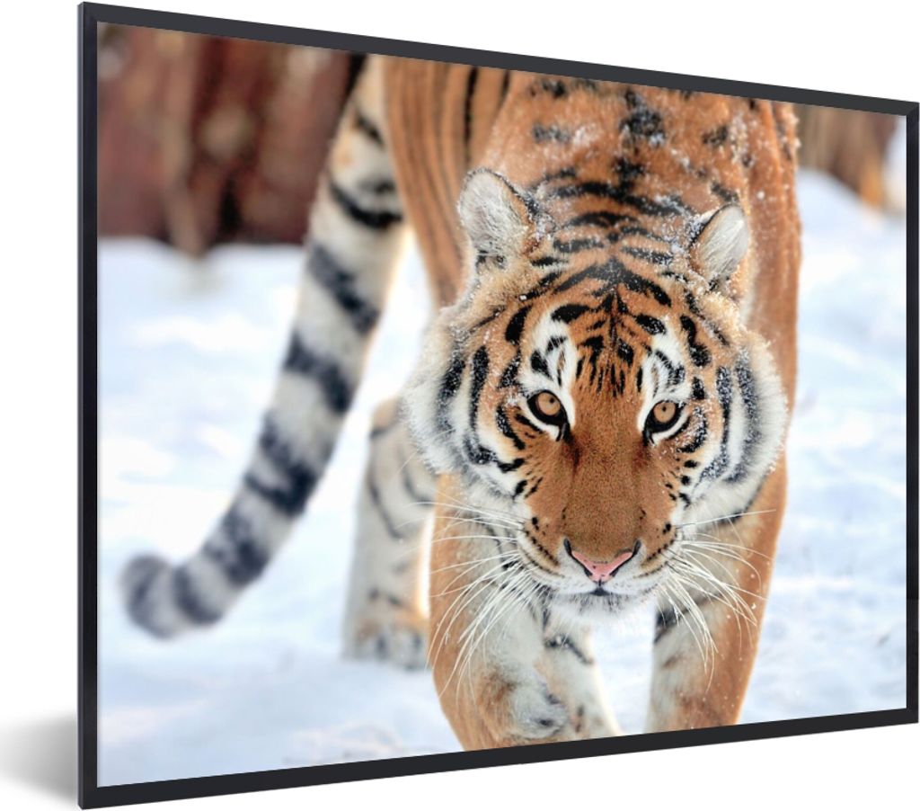 MuchoWow Gerahmtes Poster Tiger - Schnee - Tiere 80x60 cm - Poster mit Schwarzem Bilderrahmen Wandposter Rahmen Foto Bilder - Schwarzem - Mit Ges...