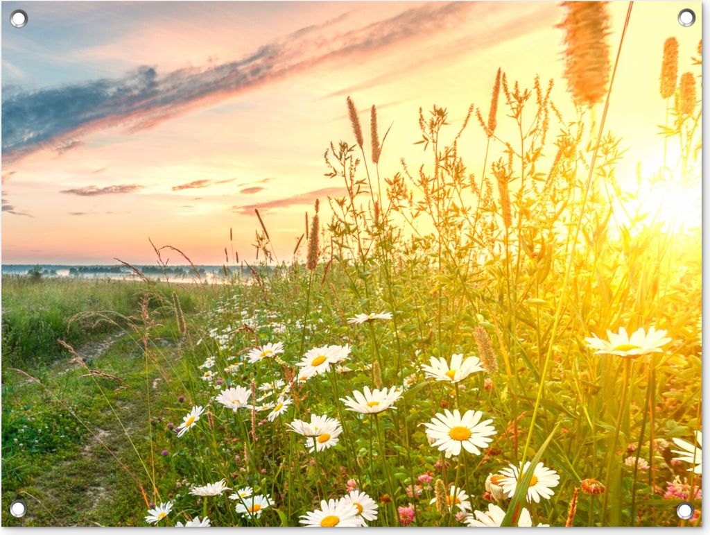 MuchoWow 80x60 cm Outdoor-Poster Gartendeko Sichtschutz Garten Poster für den Garten Blumen - Gänseblümchen - Natur - Sonne - Horizont