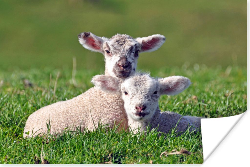 MuchoWow Poster Zwei Lämmer liegen zusammen im hohen Gras 120x80 cm - Bilder