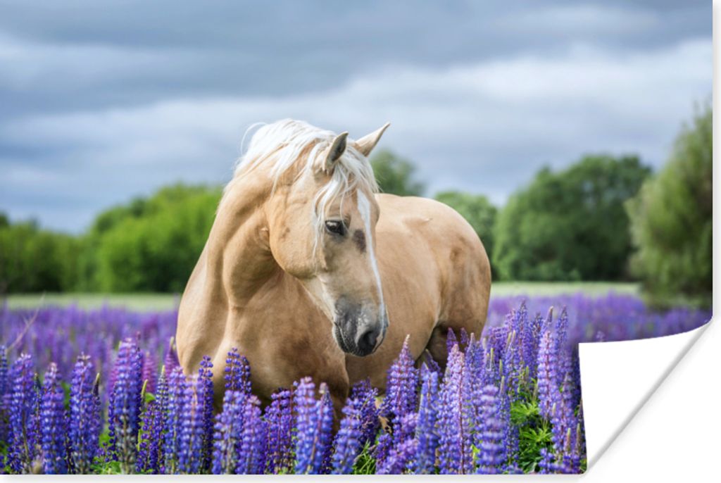 MuchoWow Poster Pferd - Blumen - Lila 90x60 cm - Schlafzimmer