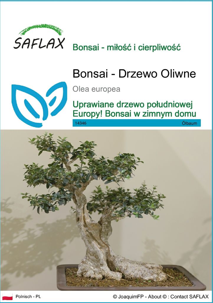 SAFLAX - Bonsai - Drzewo Oliwne - 20 Nasiona - Olea europea Zdjęcie produktu 