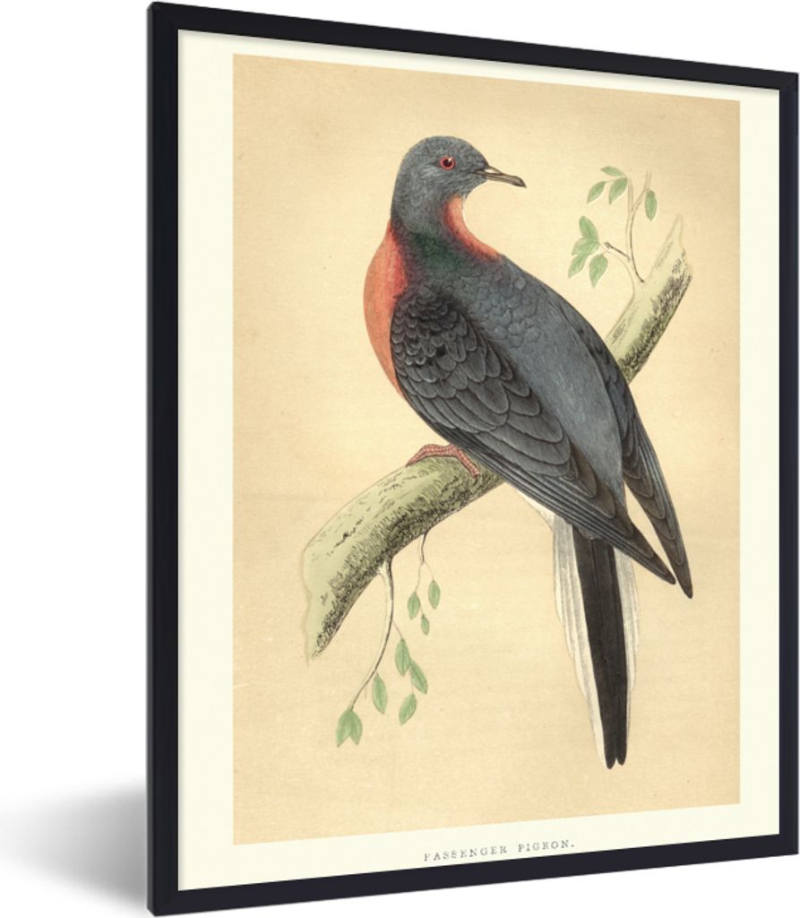 MuchoWow MuchoWow Gerahmtes Poster Antiker Vogel Druck Taube 60x80 cm - Poster mit zchwarzem Bilderrahmen - Premium - Wanddeko Wohnzimmer