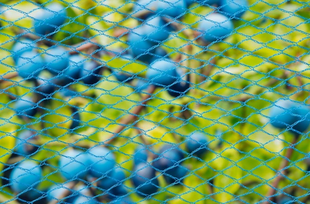 Nature Vogelschutznetz Nano 5 x 4 m Blau Produktbild 5