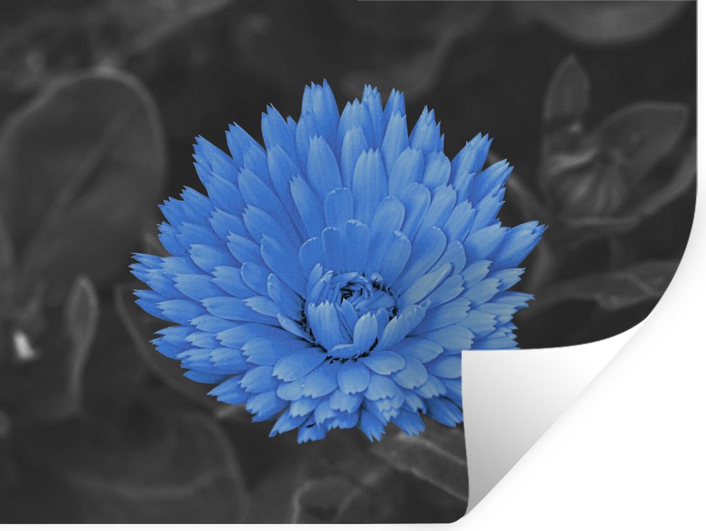 MuchoWow Wandtattoo Wandsticker Wandaufkleber Blumen - Schwarz - Weiß - Blau 160x120 cm Selbstklebend und Repositionierbar - Selbstklebend - Fot...