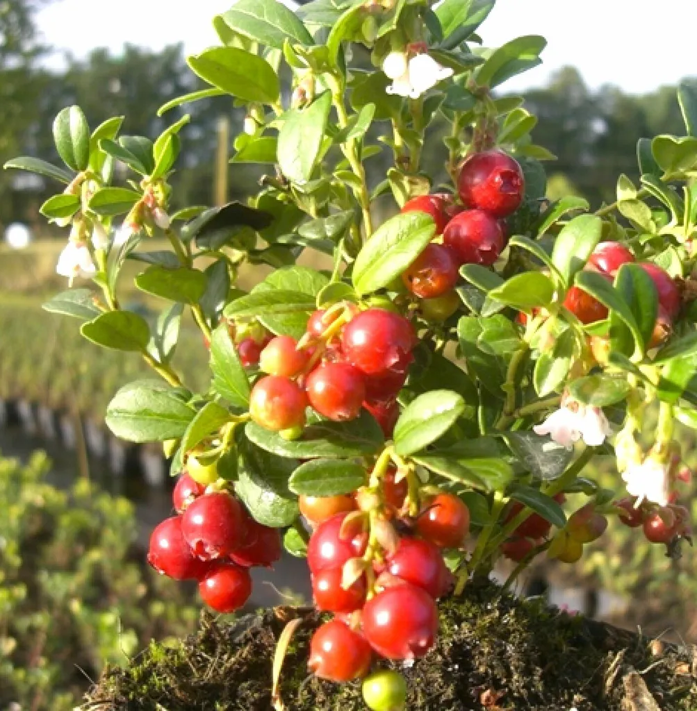 Vitis Idaea Airelles Rouges Lot de 3 - Pour Bordures et Massifs Bas