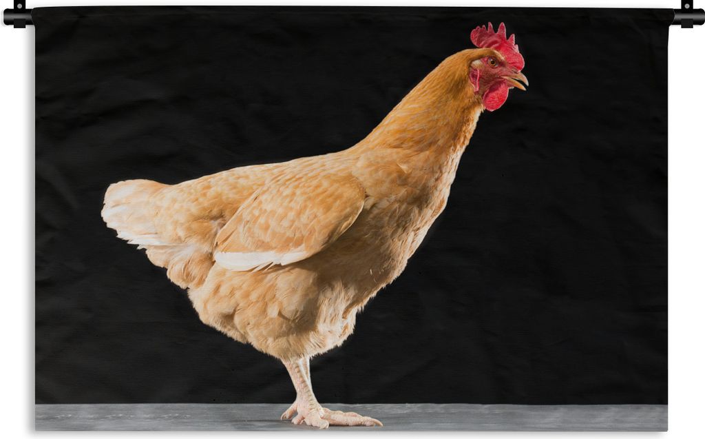 MuchoWow Wandteppich Wandbehang Stehendes Huhn vor einem schwarzen Hintergrund 60x40 cm Tapisserie Dekoration Wandtuch - Wanddekorationen