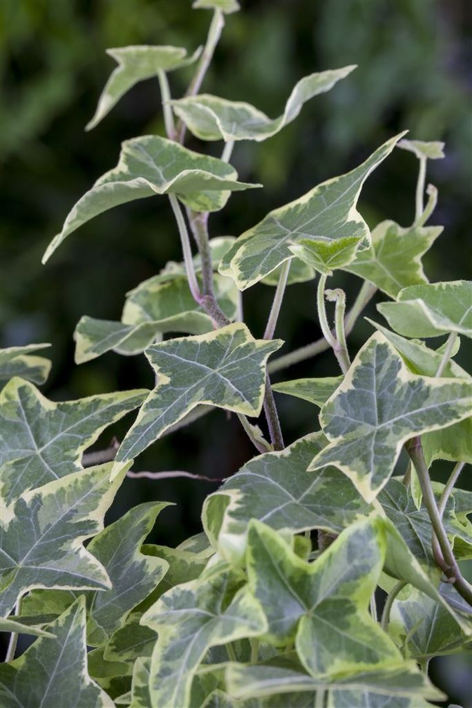 Hedera helix 'Little Diamond', Efeu, grün-weiß, ca. 9x9 cm Produktbild 