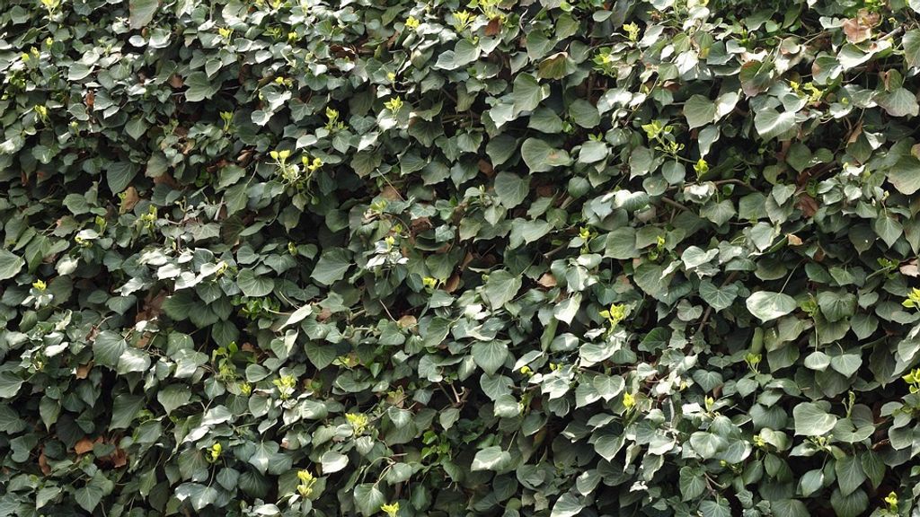 10x Efeu Hedera Hibernica 100-140 cm – Immergrüne Kletterpflanzen für dichte 3m Sichtschutz-Hecke, schnellwachsend & winterhart