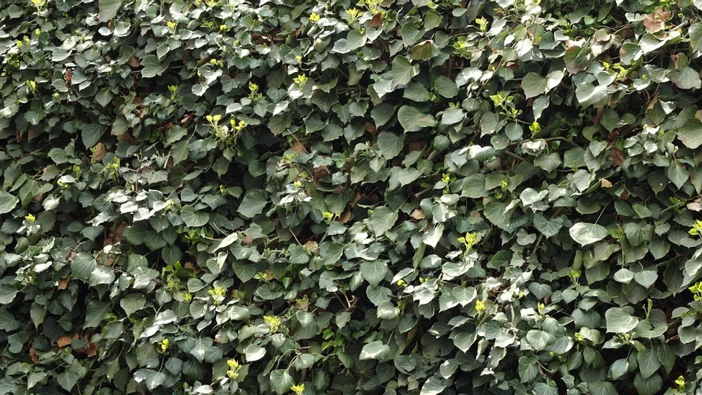 Plantes Grimpantes Lierre d'Irlande 100/140cm pour Mur Végétal de 3m