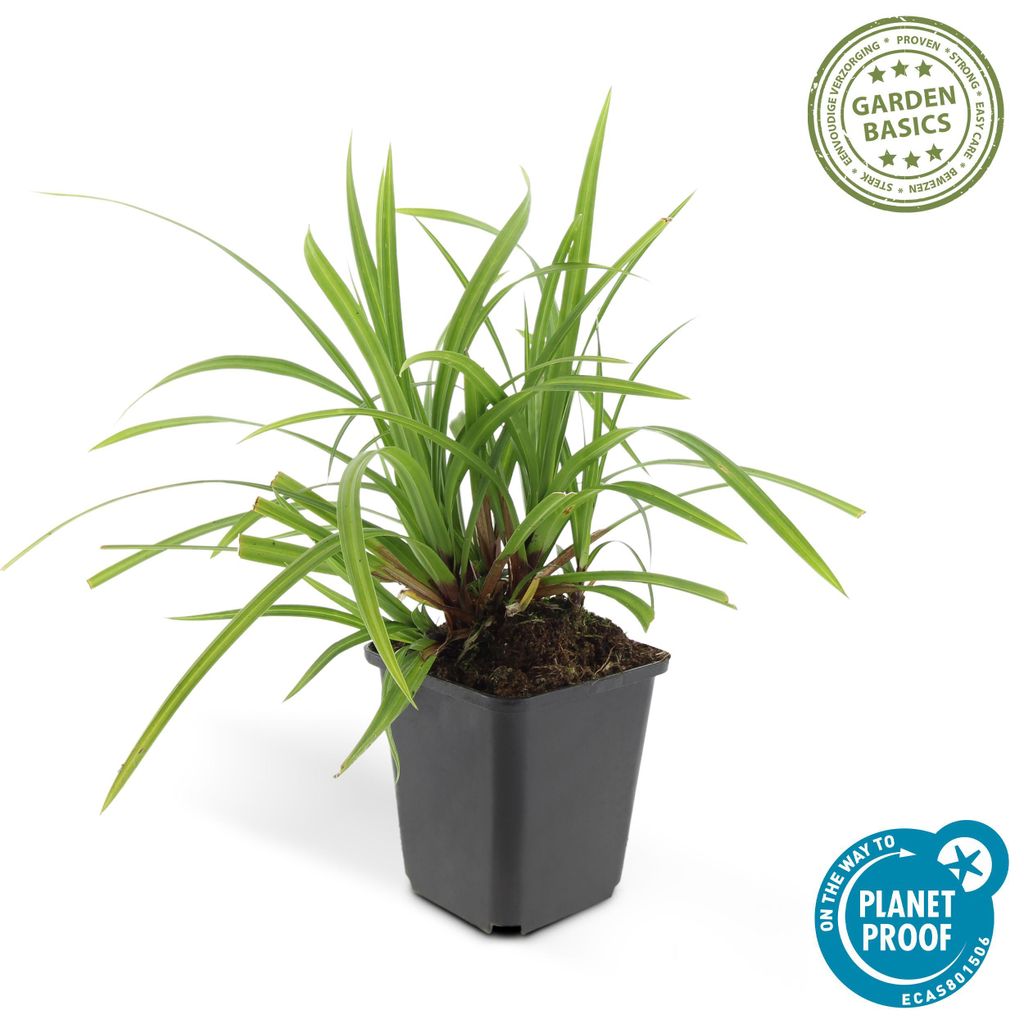 Ziergras - Japanische Teppich-Segge - Carex morrowii 'Irish