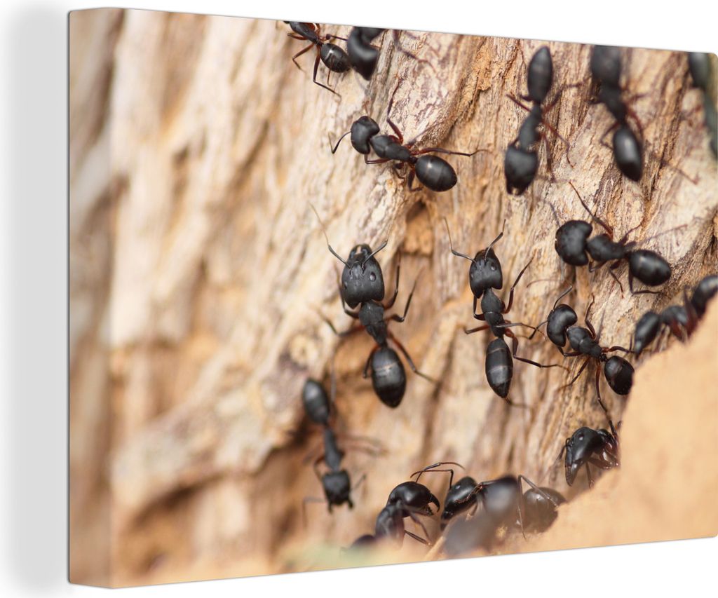 OneMillionCanvasses - Leinwandbilder - 140x90 cm, Ameisen - Baumstamm - Holz, Wandbilder Kunstdruck Wanddekoration