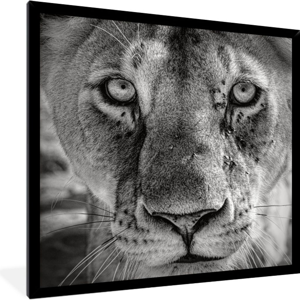 MuchoWow Gerahmtes Poster Tierprofil Löwin in schwarz und weiß 40x40 cm - Poster mit Schwarzem Bilderrahmen Wandposter Rahmen Foto Bilder - Mit...
