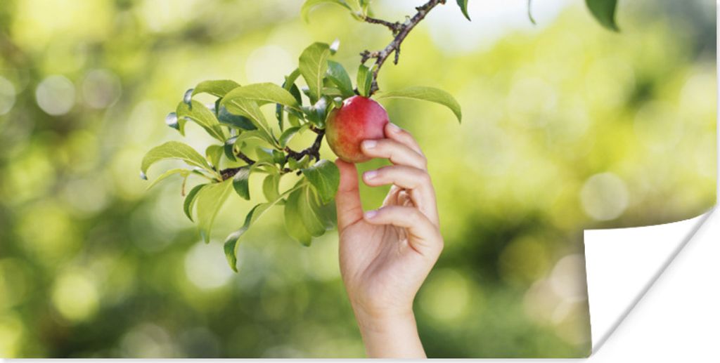 MuchoWow Poster Obstbäume - Gemüsegarten - Apfel 160x80 cm - Foto Poster