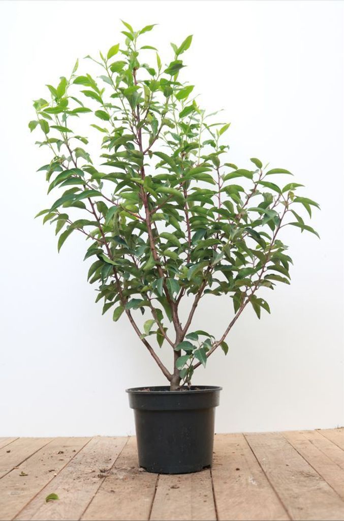 Prunus lusitanica 'Angustifolia', Portugiesischer Lorbeer, 40–60 cm