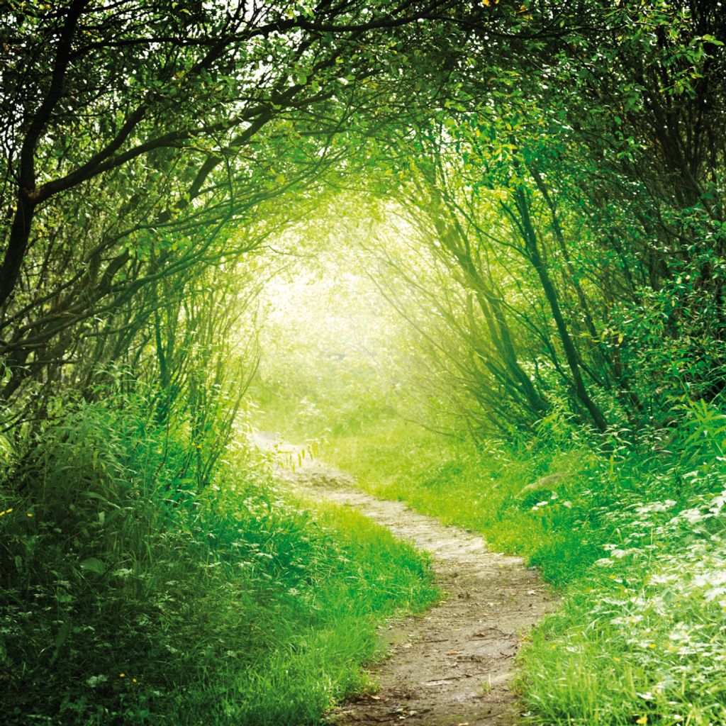 Wälder Kunstdruck Bild - Grüner Waldweg, Into The Light (100 x 100 cm)