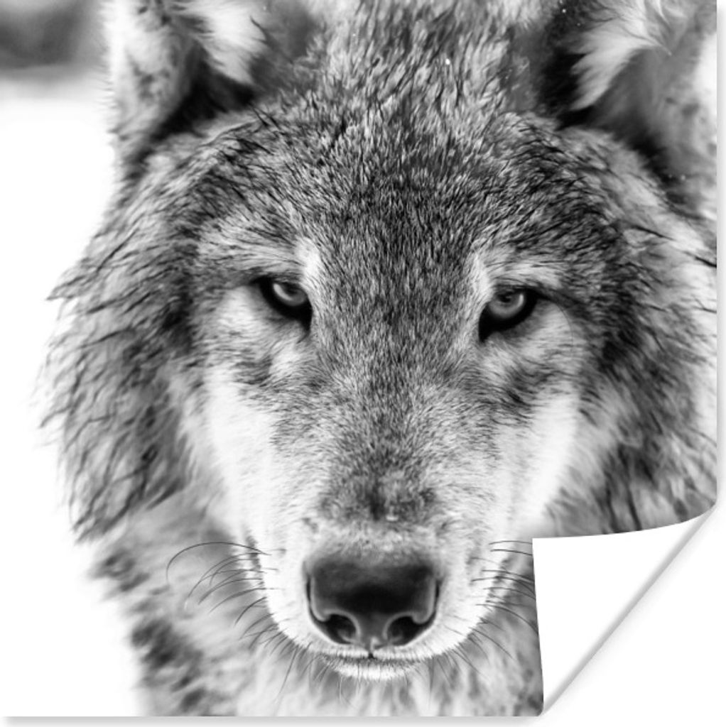 MuchoWow Poster Wolf im Winter in Schwarz und Weiß 30x30 cm - Wandposter - Printing
