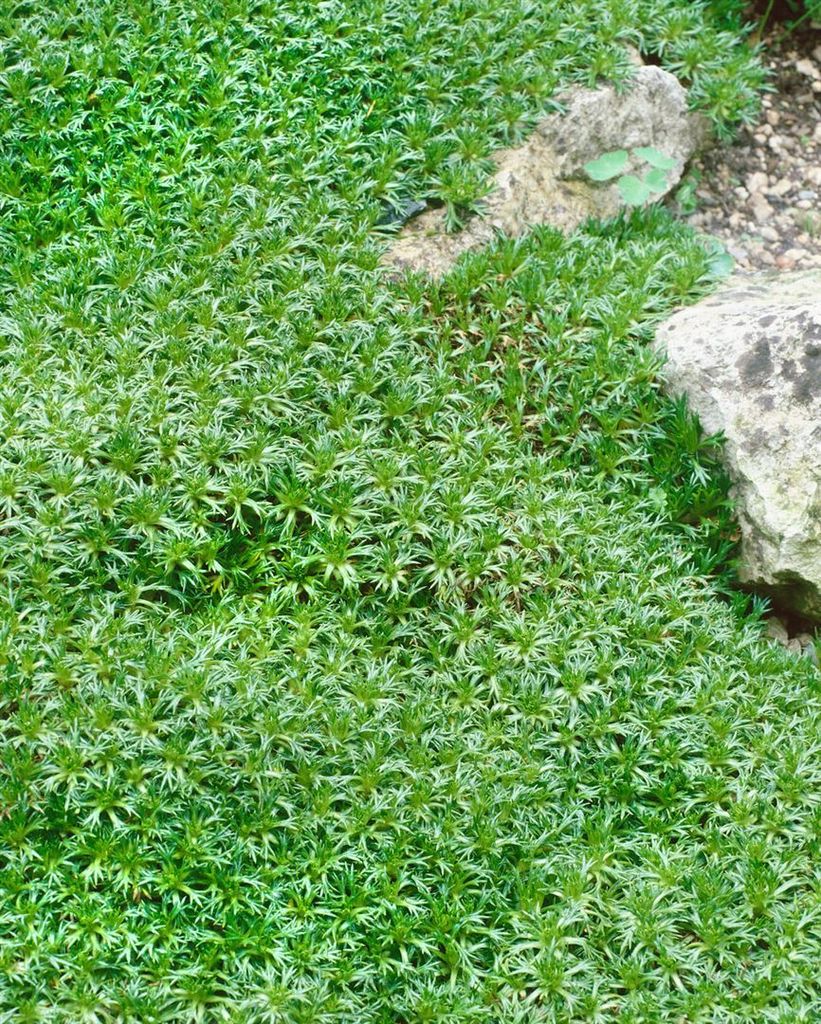 Azorella trifurcata, Polsterpflanze, ca. 9x9 cm Topf, Produktbild 