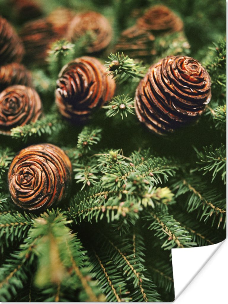 MuchoWow Poster Eine Nahaufnahme von Tannenzapfen am Weihnachtsbaum 30x40 cm - Wandplakat - Poster Kinderzimmer