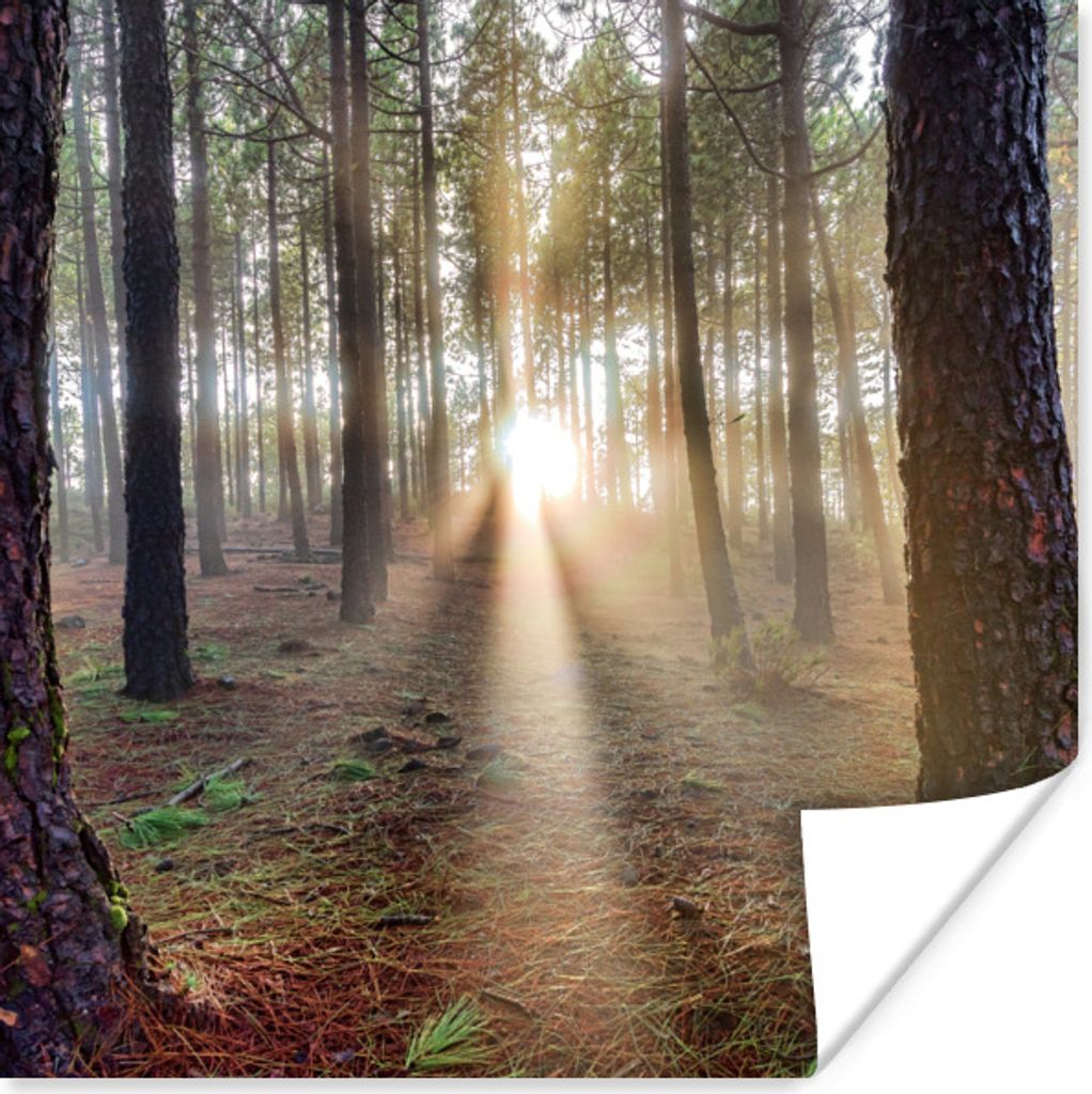 MuchoWow Poster Mehrere ausgewachsene Baumstämme im Wald 50x50 cm - Wohnzimmerdekoration