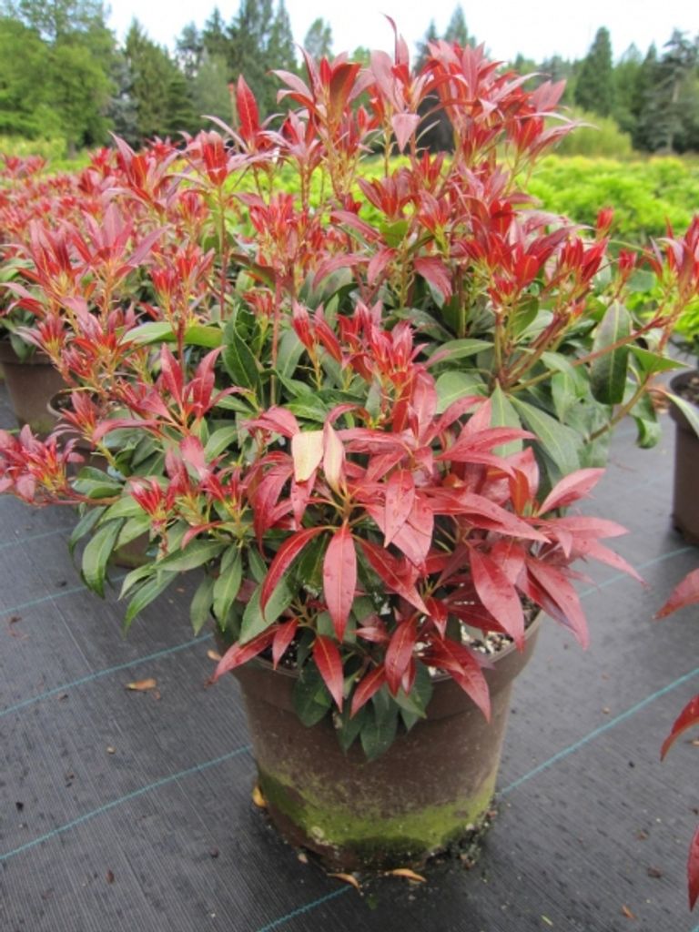 Pieris japonica Katsura - japanische Lavendelheide Katsura - 30-40cm