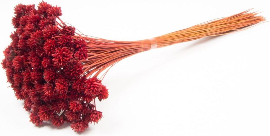 INNA-Glas Blumenstrauß getrocknet AVISSA, Brasilianische Hügelblume, rot, 45-60cm, Ø13cm - Getrockneter Strauß