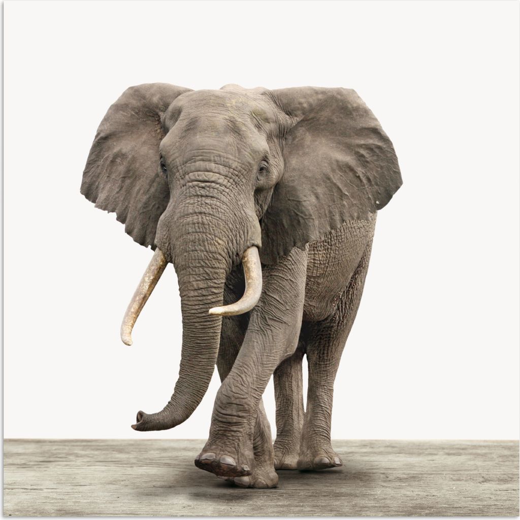 MuchoWow Poster Elefant - Kinder - Tiere - Mädchen 100x100 cm - Babyzimmer