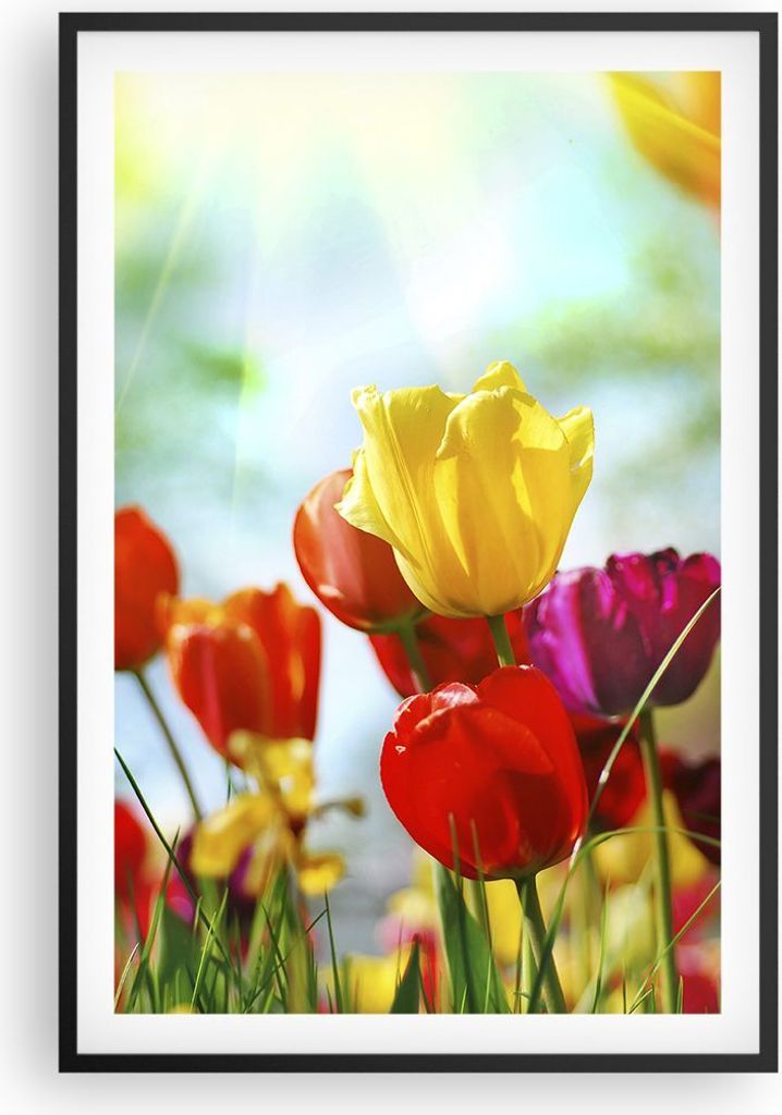 Gerahmtes Poster - Schwarzer Rahmen - Tulpe Blume Plantage Wiese - 61x91,5 cm - Wand Bild - Wanddeko - Wandbilder - Wandposter - Bilderrahmen - Bil...