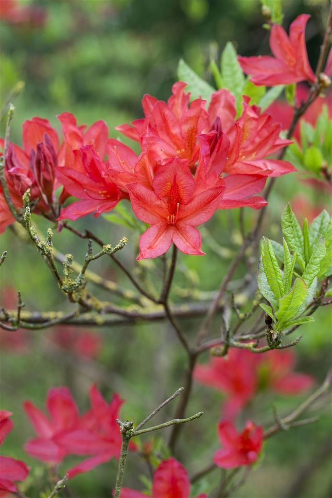 Rhododendron luteum 'Satan', gelb, 40–50 cm