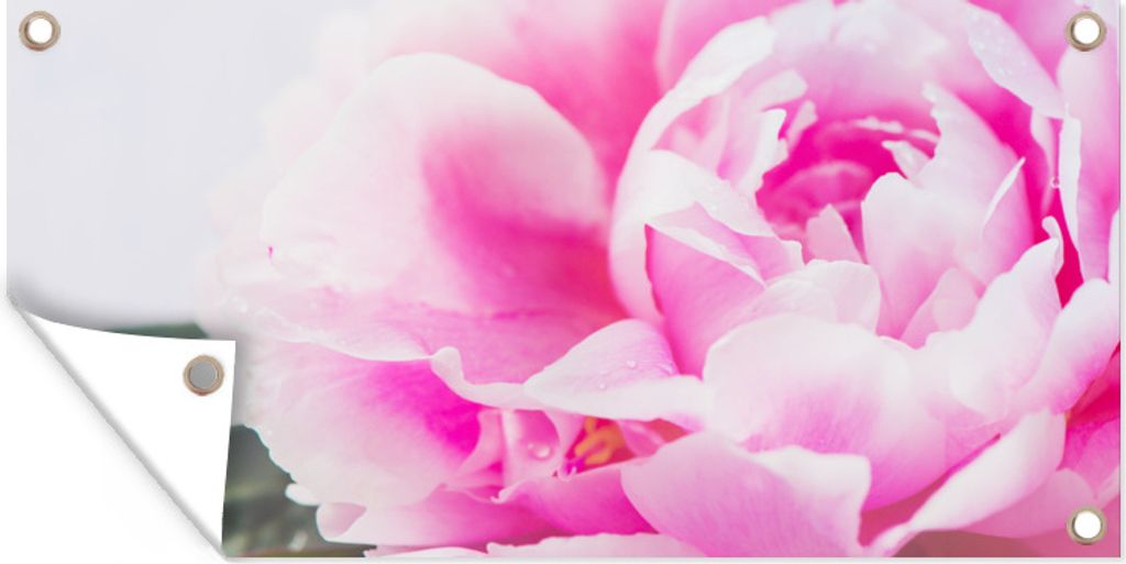MuchoWow 160x80 cm Outdoor-Poster Gartendeko Sichtschutz Garten Poster für den Garten Nahaufnahme einer rosa Pfingstrose mit Blättern