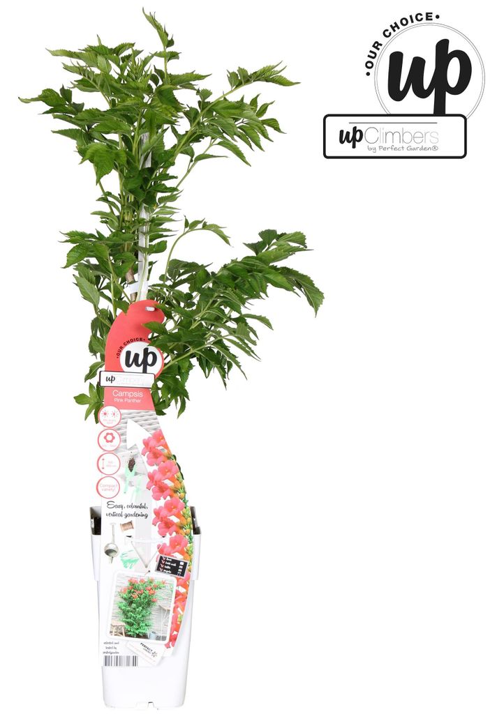 Campsis Rosa Panther - 55-65cm - Ø15cm - Gartenpflanze