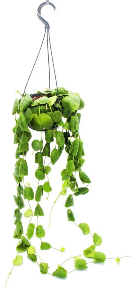 Hängende Zimmerpflanze – Dischidia platyphylla – Produktbild 