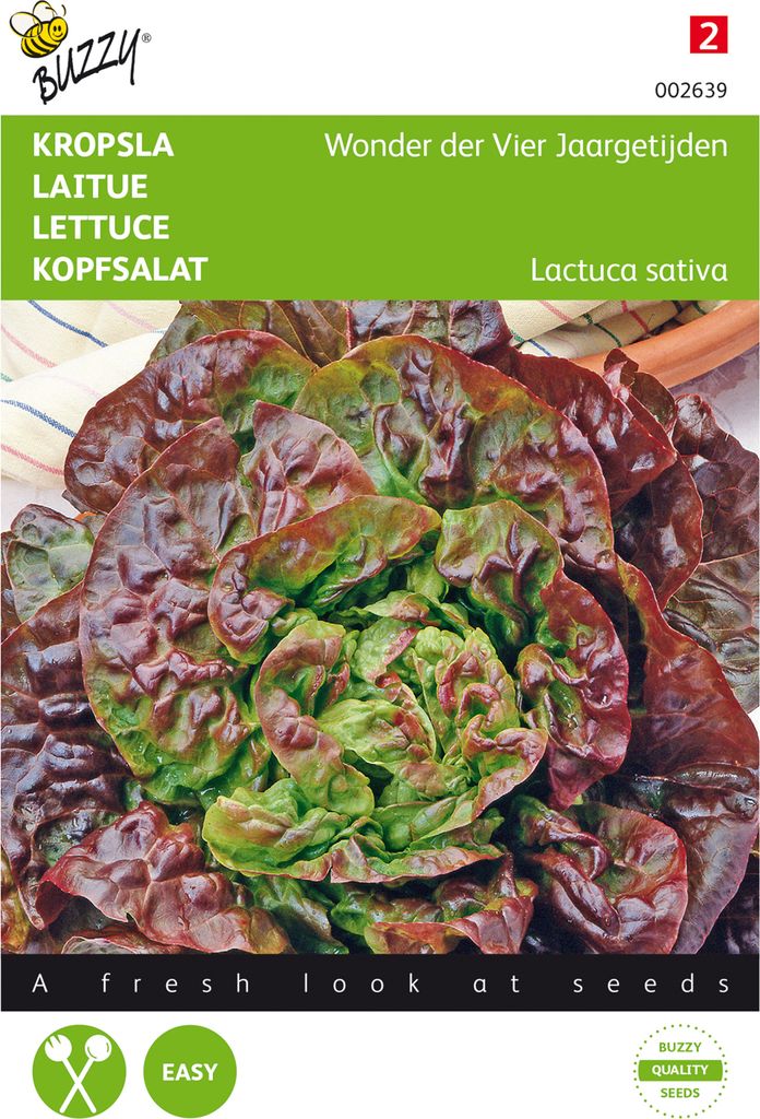 Kopfsalat Merveille des quatre saisons | Kopfsalatsamen von Buzzy Seeds