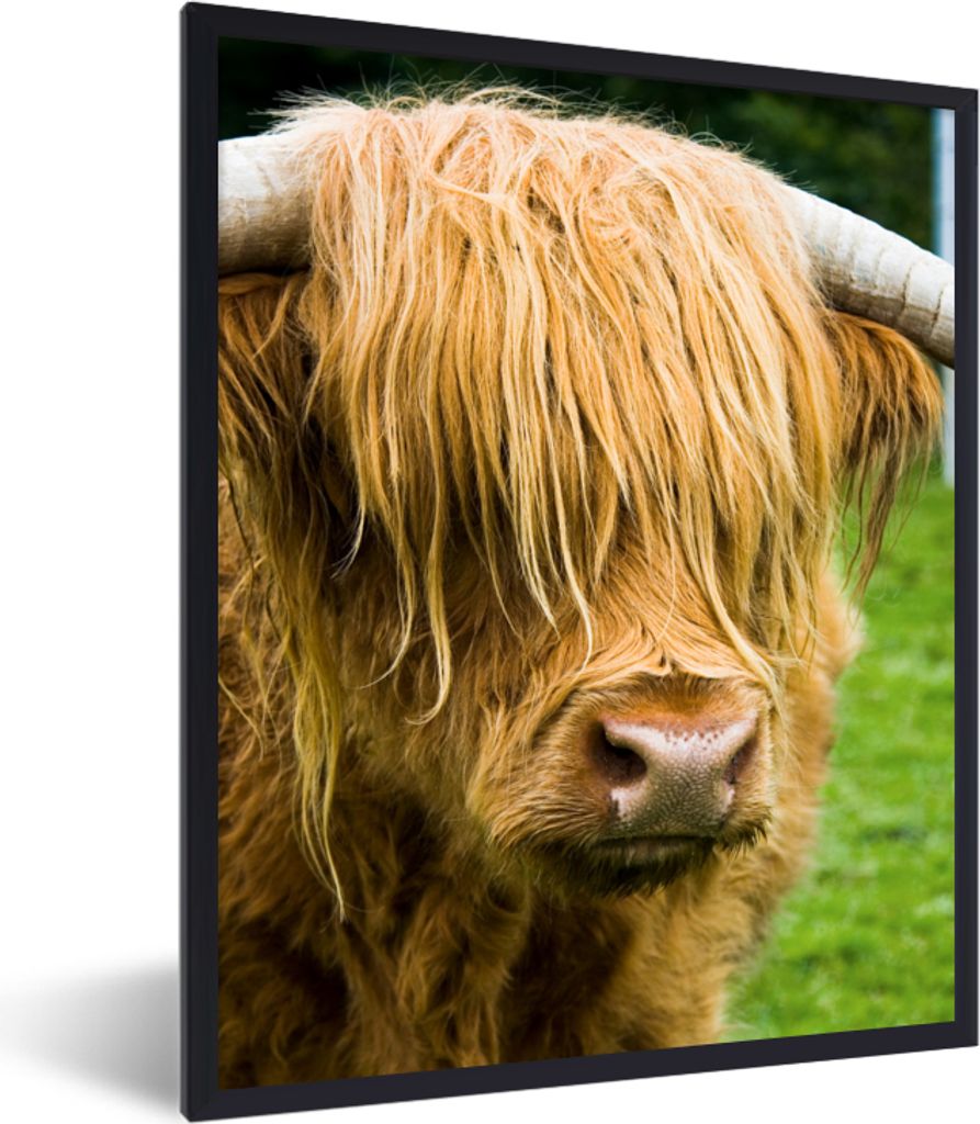 MuchoWow MuchoWow Gerahmtes Poster Schottisches Hochlandrind - Gras - Fell - Tiere - Kuh 30x40 cm - Poster mit zchwarzem Bilderrahmen - Wanddek...