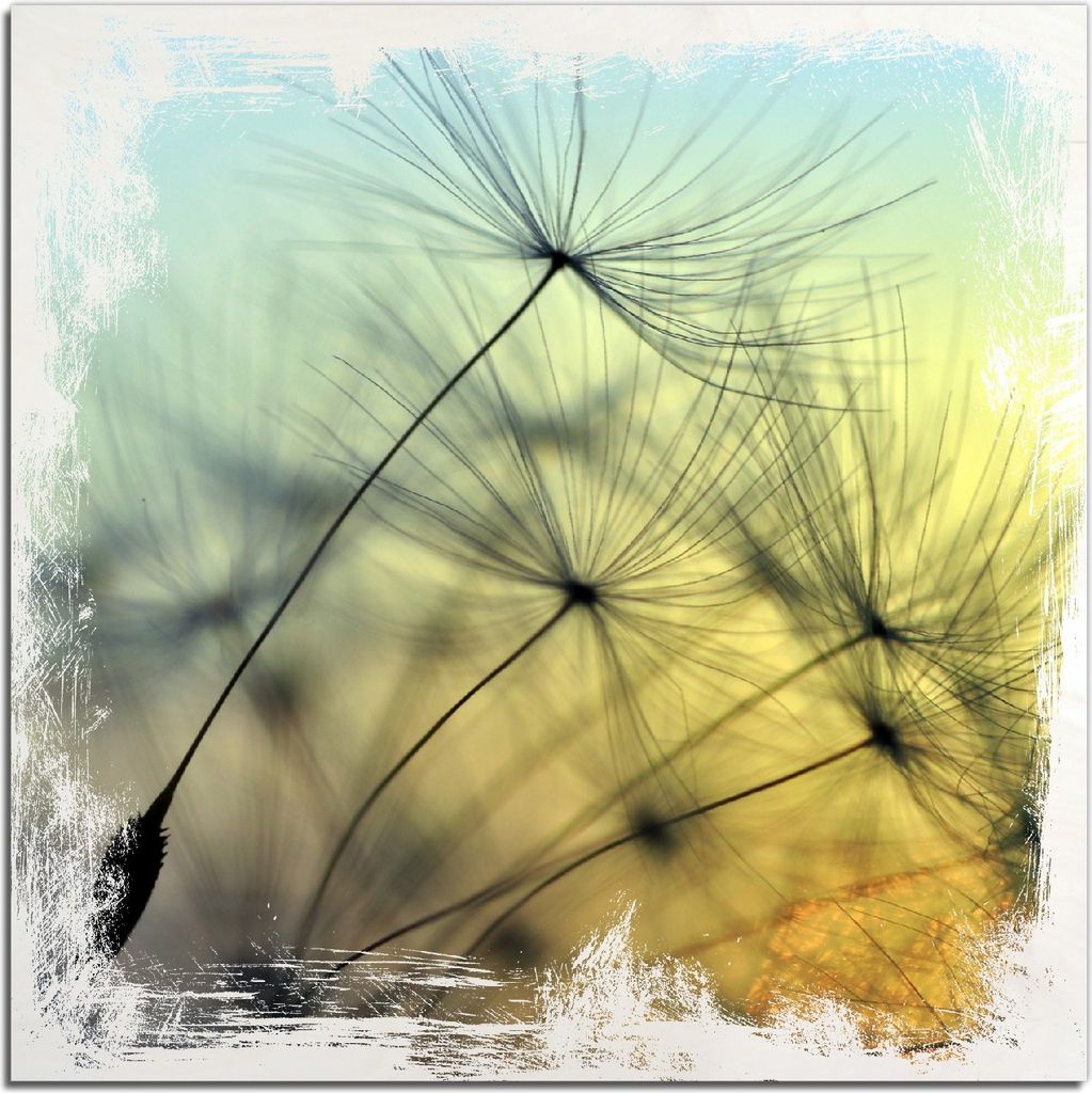 Kunstdrucke Wandbilder Holz in : Brillante Farben, Größe 50 x 50 cm Motiv Samen der Pusteblume in Nahaufnahme vor blauem Himmel
