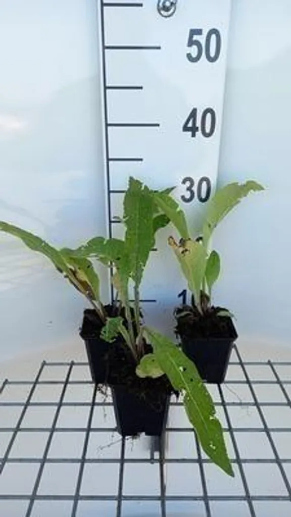 Aménager un jardin sauvage avec 6 Inula helenium - Grande Aunée 9cm