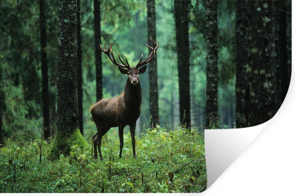MuchoWow Wandtattoo Wandsticker Wandaufkleber Hirsche - Wald - Bäume - Tiere - Natur 30x20 cm Selbstklebend und Repositionierbar - Wierderverwen...