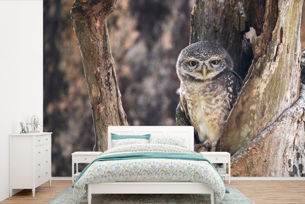 MuchoWow Fototapete für Wohnzimmer oder Schlafzimmer Wandtapete Vinyl Motivtapete Eule - Baum - Wald - 600x400 cm - Vinyltapeten