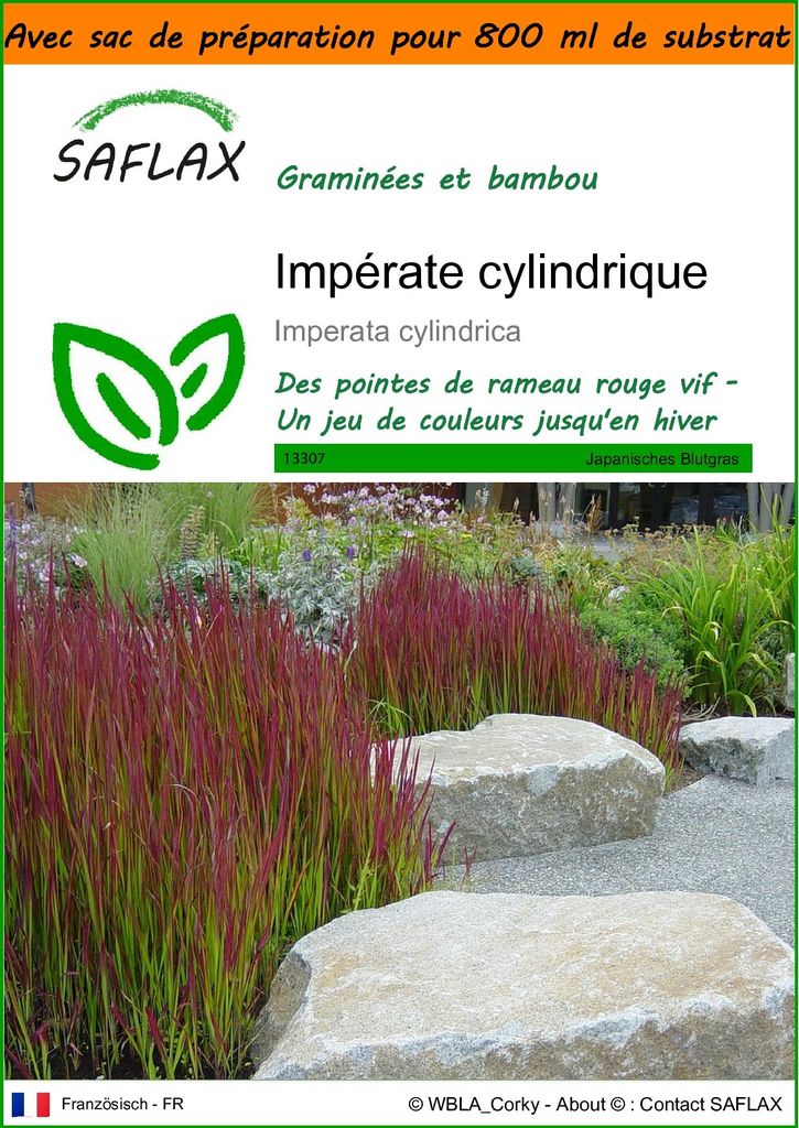 SAFLAX Garden in the bag - Impérate cylindrique - 50 Image du produit 