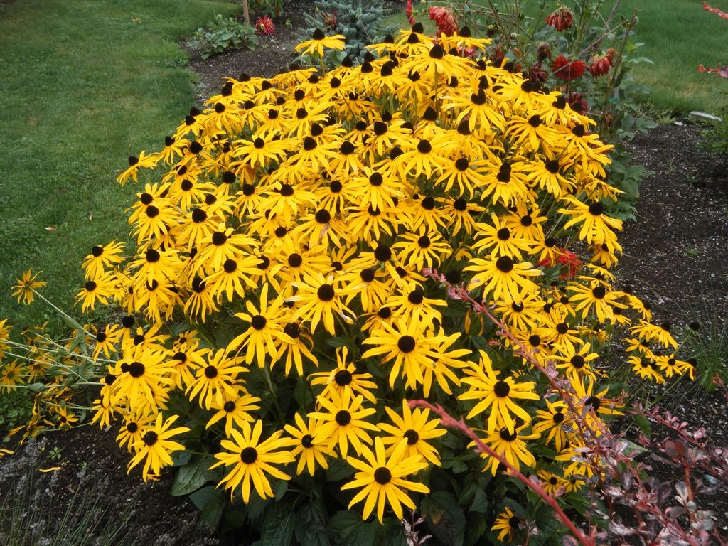 50 x Rudbeckia fulgida 'Goldsturm' (Staude/Mehrjährig/Winterhart) Sonnenhut Gelb - sehr Bienenfreundlich - extrem Pflegeleicht - Stauden Gänge