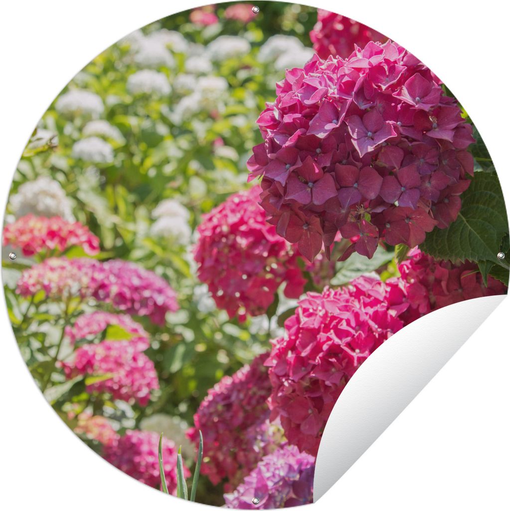 MuchoWow Gartenposter Outdoor-Poster Rund Ein Garten voller rosa und weißer Hortensien Ø 120 cm Gartendeko Rundes Poster draußen
