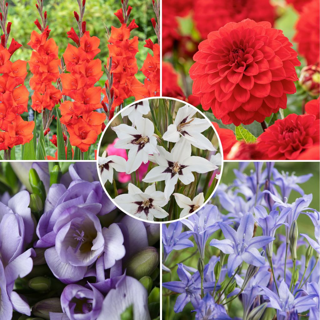 Verwunderlich Blumenzwiebeln Groãÿpackung Holland Bild